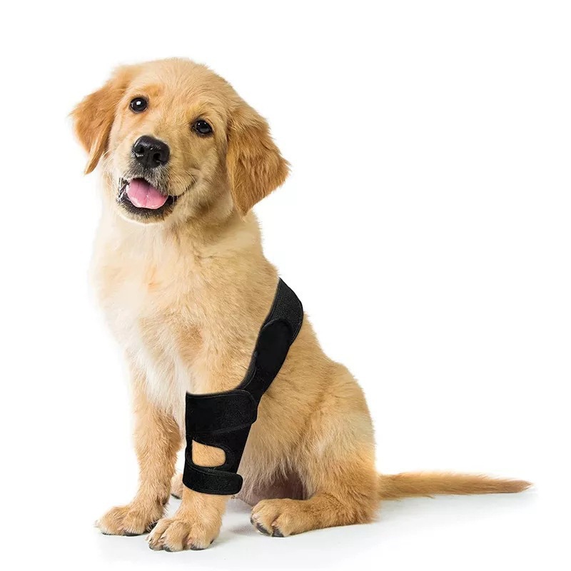 Penyangga Lutut Anjing yang Da - Car Accessories For Elderly ulasan dan harga